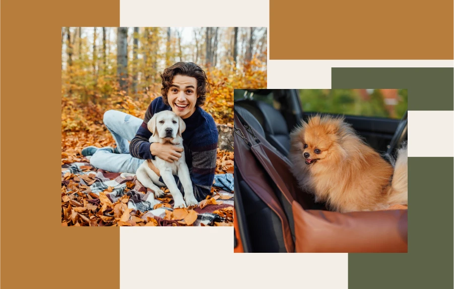 car booster seat for dogs