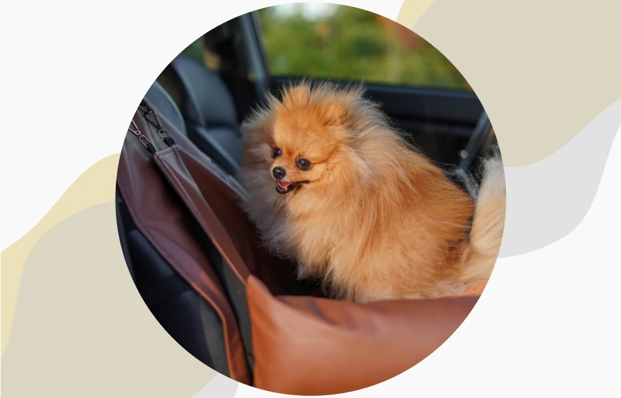 best dog booster car seat