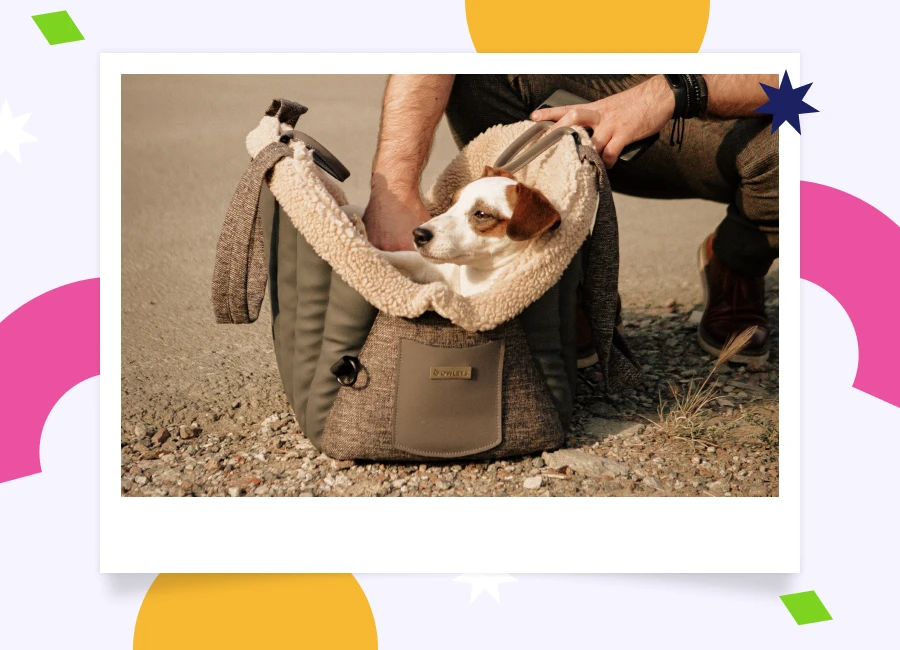 dog purse carrier for small dogs