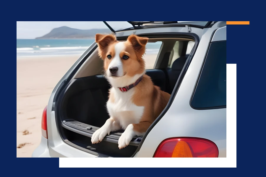 dog hammock for the car